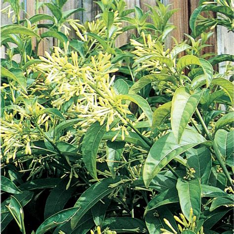 It holds a special significance for bengalis as its blooming signifies the arrival of the durga puja and the festive season that it brings with it. Night Blooming Jasmine (L7495) at Lowes.com