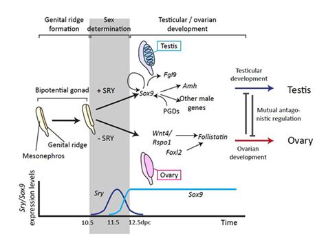 Basic Research Tokyo Medical And Dental University Hospital