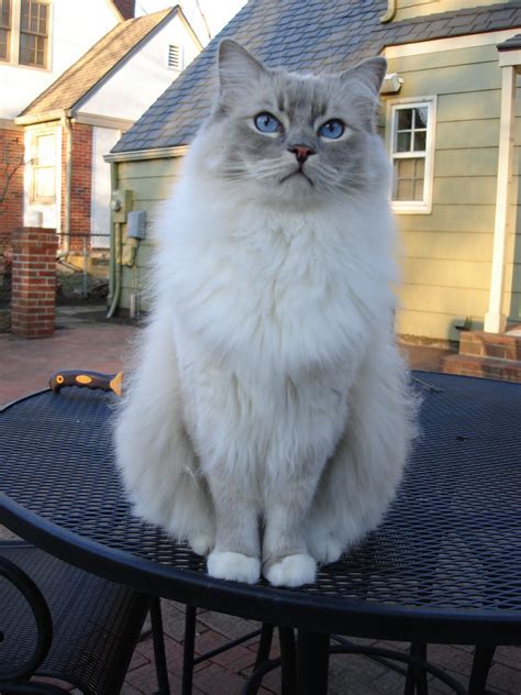 The cat will look kinda like an unmixed mocha, or when you add milk to at what age can you tell that a ragdoll cat is a seal point? Blue Lynx Mitted Ragdoll Cat | Learn more about Trigg here ...