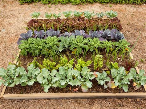 How To Plant A Vegetable Garden Hgtv