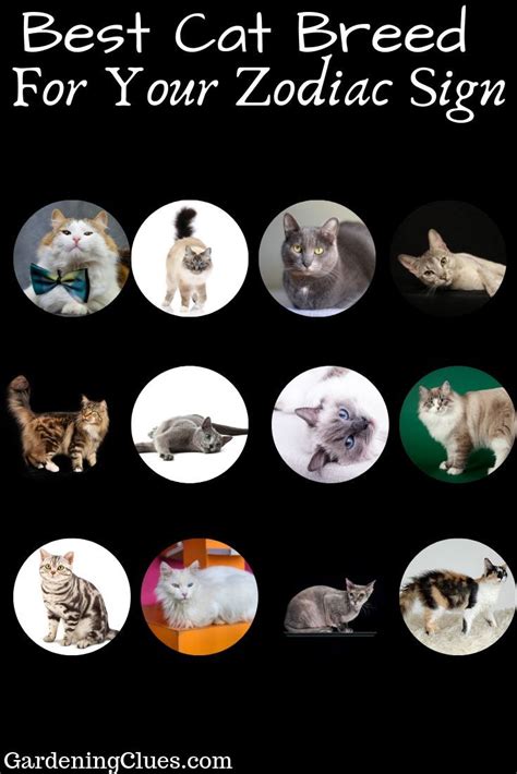 Cat Breeds For Zodiac Signs Pets Lovers