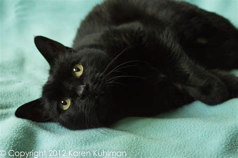 Why We Think Black Cats Are Not As Notorious As You Think