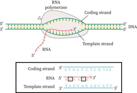 Template Strand And Coding Strand
