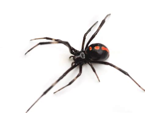Female Black Widow Spider Pictures On Animal Picture Society