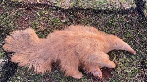 The First Ever Case Of An Albino Giant Anteater Has Been Recorded In