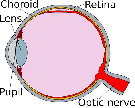 Eye Clipart Human Eye Diagram Of The Eye Retina Hd Png Download