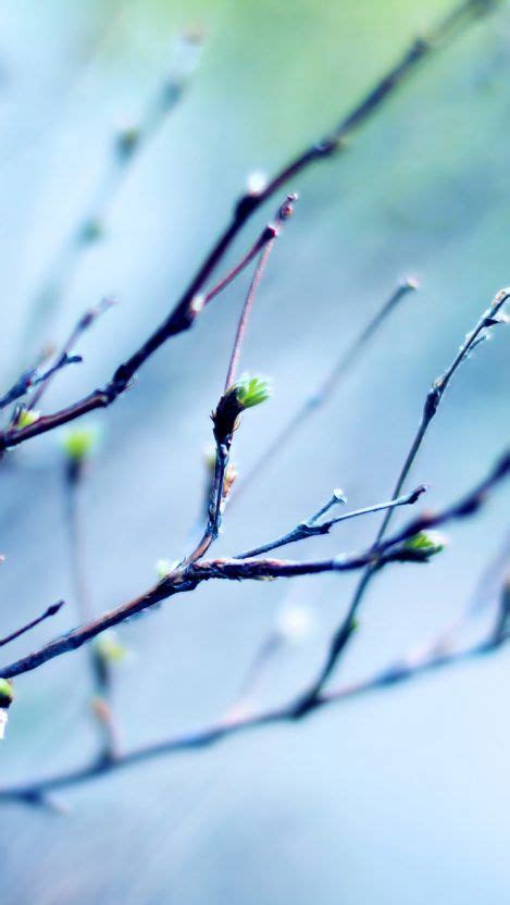 Branches Leaves Buds Spring Iphone Wallpaper Free Getintopik Cool