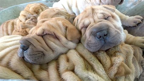 Shar Pei Puppies Ride In A Cart Ride Of The Valkyries