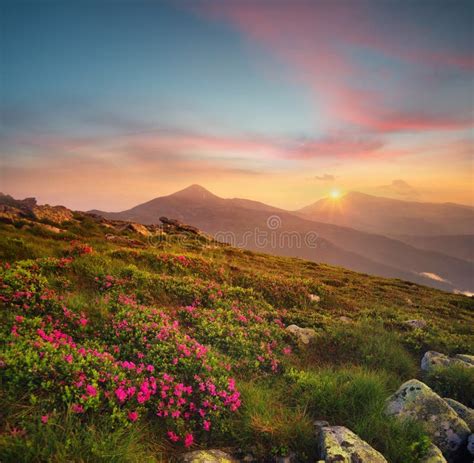 Flowers On The Mountain Field During Sunrise Stock Image Image Of
