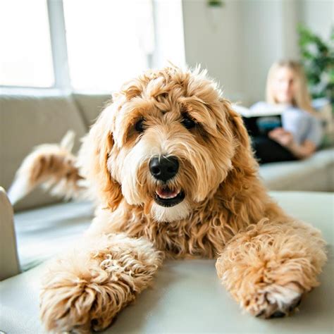 Adopcion Razas De Perros Pequeños 10 Perros Pequenos Ideales Para