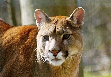 Puma Do Leste Dos Eua é Decretado Como Animal Extinto