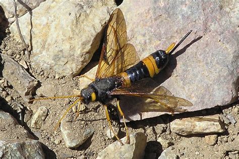 Mystery Wasp Like Bug Flickr Photo Sharing