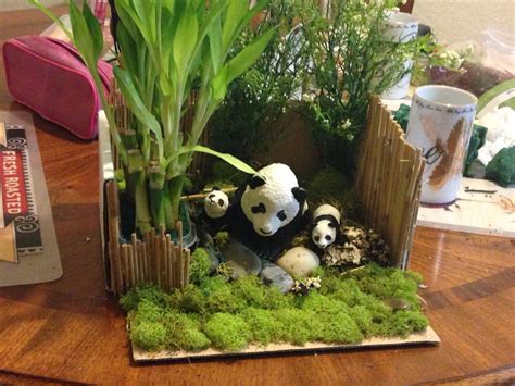 Pictures of pandas habitat