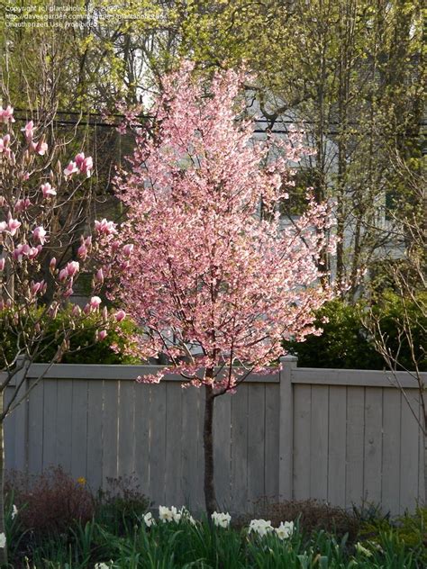 Flowering ornamental trees will add a spectacular focal point in your home landscape. PlantFiles Pictures: Flowering Cherry 'Okame' (Prunus) 7 ...
