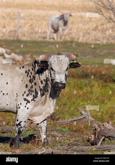 Large Mean Angry Bull In A Pasture Stock Photo Alamy