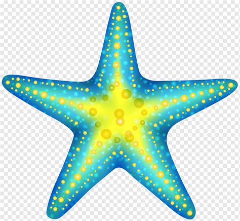 Estrela Do Mar Estrela Do Mar Bonito S Pintura Em Aquarela Biologia