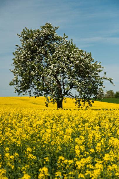 Royalty Free Mustard Tree Pictures Images And Stock Photos Istock