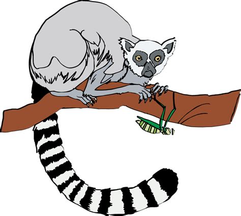 Lemur Clipart Free Clipart Images Clipart Best Clipart Best
