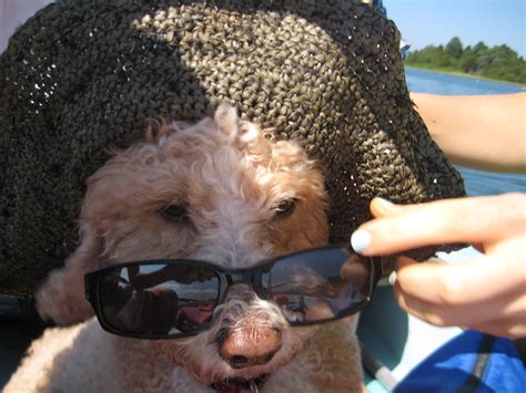 Dog In Sunglasses And Sunhat Laughs Sunglasses Square Sunglass Sun Hats