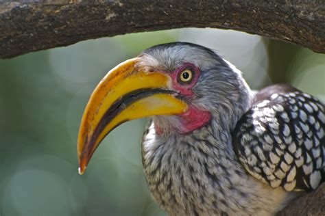 Southern Yellow Billed Hornbill Pops And Mojo Photos