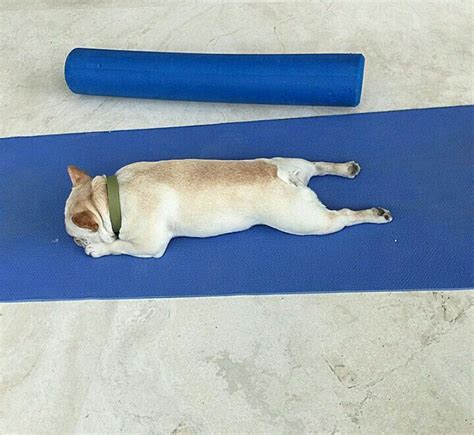This Pug Is Doing The Best Yoga Ever Dog Yoga Dogs Cute French Bulldog