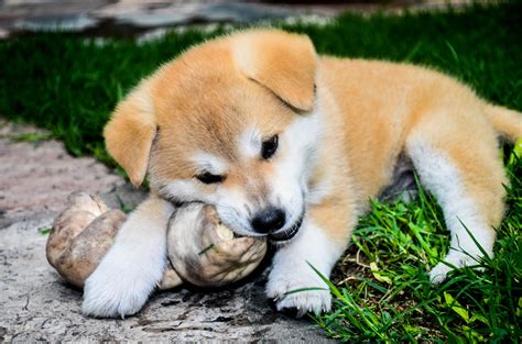 Free Images : puppy, female, bone, race, eating, dogs ...