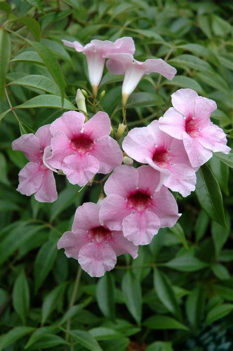 Apr 14, 2020 · climbing plants solve all these issues, transforming your problem into a lush cascade of green that can provide months of colour and fragrance. Angus's Top Ten Australian Climbers | Gardening With Angus