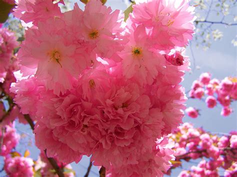 Hd Wallpaper Japanese Ornamental Cherry Tree Pink Inflorescences