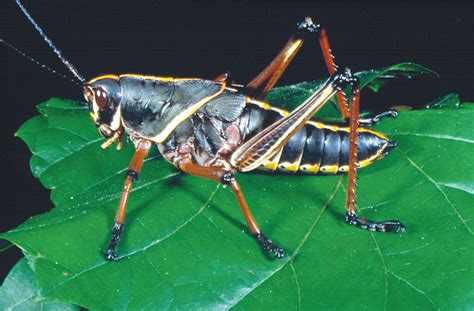 The bold colors of the eastern lubber grasshopper (romalea microptera), which vary across its geographical range, are a warning to predators. Lots of Lubbers | Clay Today