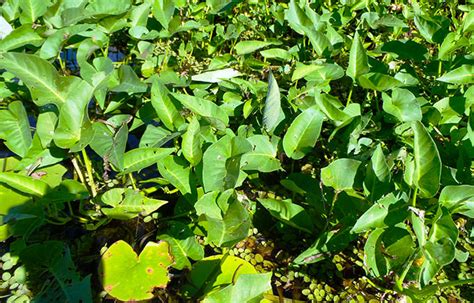 They root at nodes and since the stems are hollow. How to Grow Kangkong | Growing Water Spinach