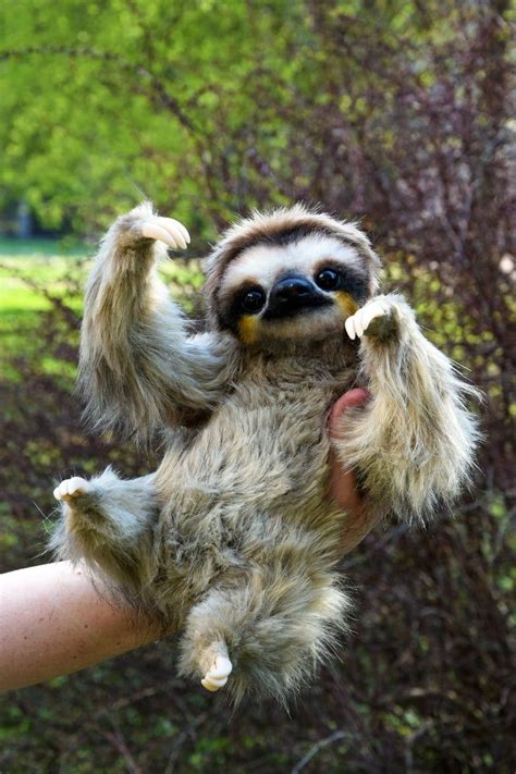 Sloth Cute Baby Sloths Baby Animals Funny Baby Animals Pictures