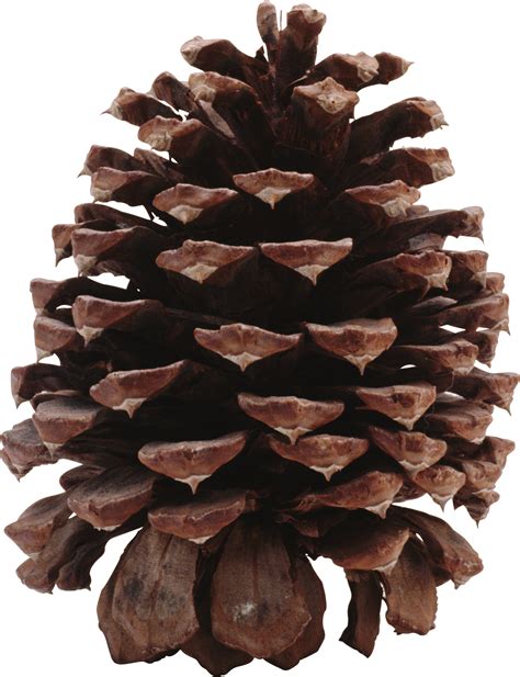 Pinecone HD PNG Transparent Pinecone HD.PNG Images. | PlusPNG