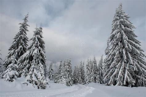 Winter Wonderland Forest Stock Image Image Of Pine 197746753