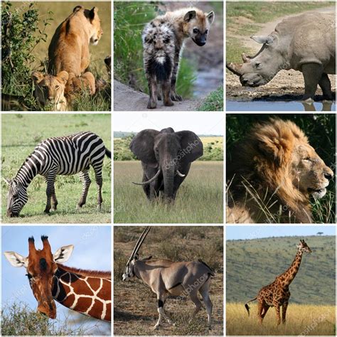 Collage Of Wild Animals Mammals ⬇ Stock Photo Image By