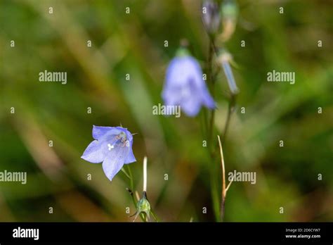 Harebell Flowers Bellflower Hi Res Stock Photography And Images Alamy