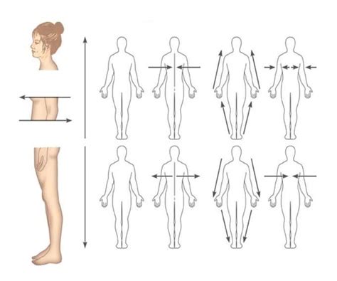 Anatomical position describes the orientation of a body or body parts. Definitions in Anatomy and Physiology
