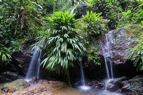 Lush Rainforest And Falls Photograph by Debralee Wiseberg