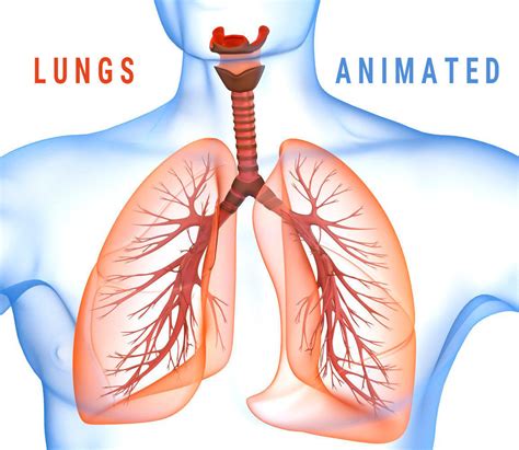 Human Lungs Pulmonary System 3d Model 3d Model Animated Cgtrader