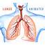 Animated Human Lungs  Pulmonary System 3D Model
