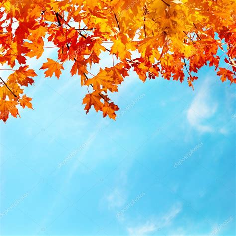 Autumn Leaves — Stock Photo © Dovapi 7438395