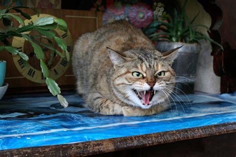 How To Calm An Angry Cat 7 Vet Approved Steps And Tips Catster