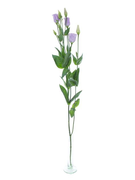 Lisianthus Eustoma „rosita Lavender“ Lila Bestellen Blumigo
