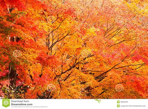 Autumn Maple Forest Stock Photo Image Of Yellow Detail 33634064