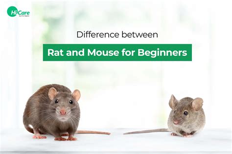 Rat Vs Mouse Guide To Know What Is The Difference Between Them