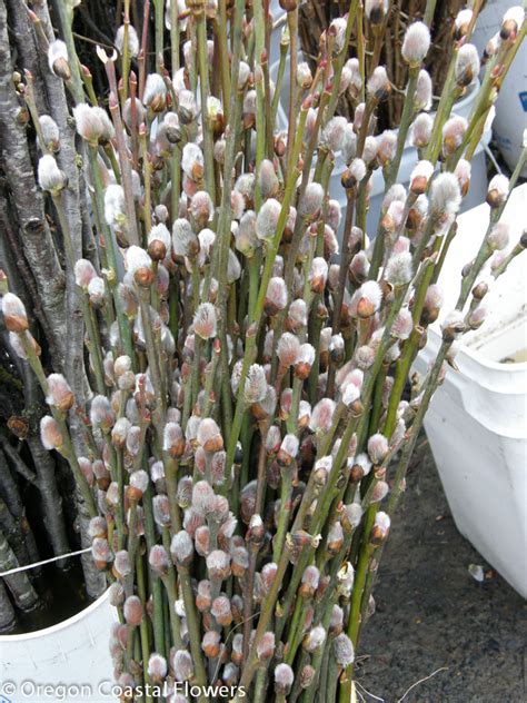 Forcing Pussy Willow The Plant Telegraph