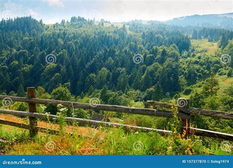 Beautiful Summer Landscape Countryside On Hills With Spruces Cloudy