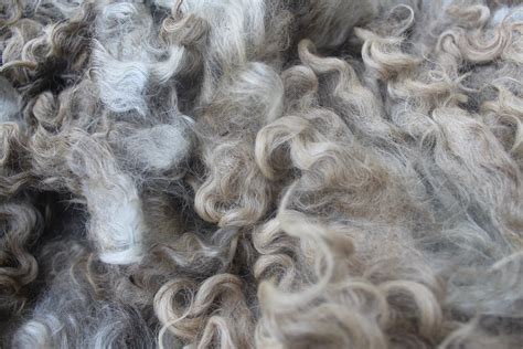 Natural Color Lincoln Longwool Raw Wool Fleece Etsy