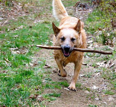 Dog Carrying Big Stick