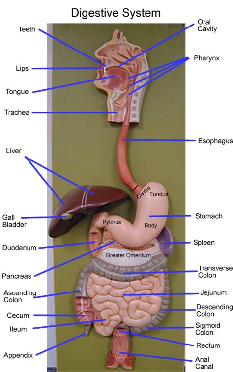 Digestive Models