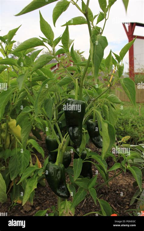 Poblano Pepper Plant Capsicum Annuum At Wagner Farm Community Garden In Glenview Illinois